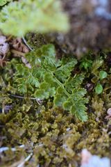 Cryptogramma sitchensis