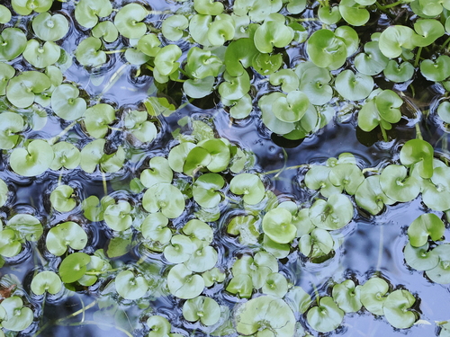 Image of Heteranthera reniformis by (c) Lucas Christofides, some rights reserved (CC BY)