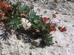 Euphorbia petrophila