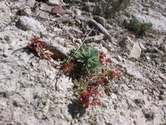 Euphorbia petrophila