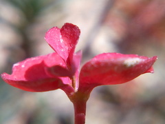 Euphorbia petrophila