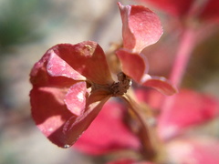 Euphorbia petrophila