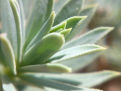 Euphorbia petrophila
