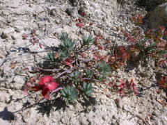 Euphorbia petrophila