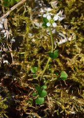 Cardamine umbellata