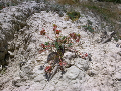 Euphorbia petrophila
