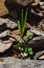 Cardamine bellidifolia
