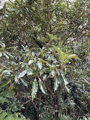 Pittosporum daphniphylloides
