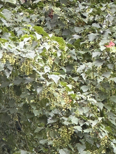 Image of Acer morrisonense by (c) Kiwi Shen, some rights reserved (CC BY)