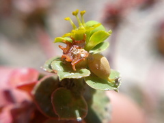 Euphorbia petrophila