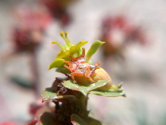 Euphorbia petrophila
