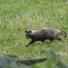 Hokkaidō Raccoon Dog - Photo (c) QuestaGame, some rights reserved (CC BY-NC-ND), uploaded by QuestaGame