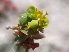 Euphorbia petrophila