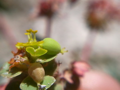 Euphorbia petrophila