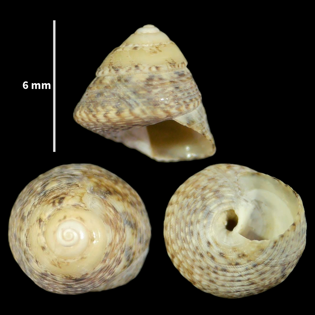 Steromphala leucophaea