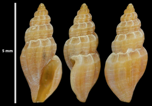 Mangelia unifasciata observed 2023-08-22