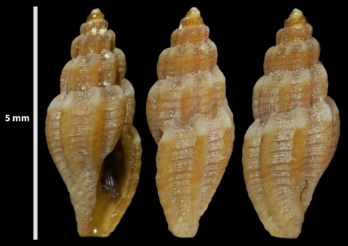 Mangelia unifasciata observed 2023-08-22