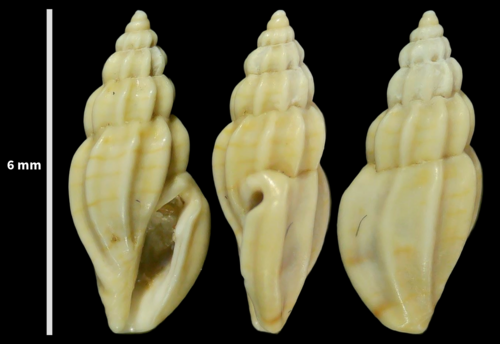 Mangelia unifasciata observed 2023-08-22