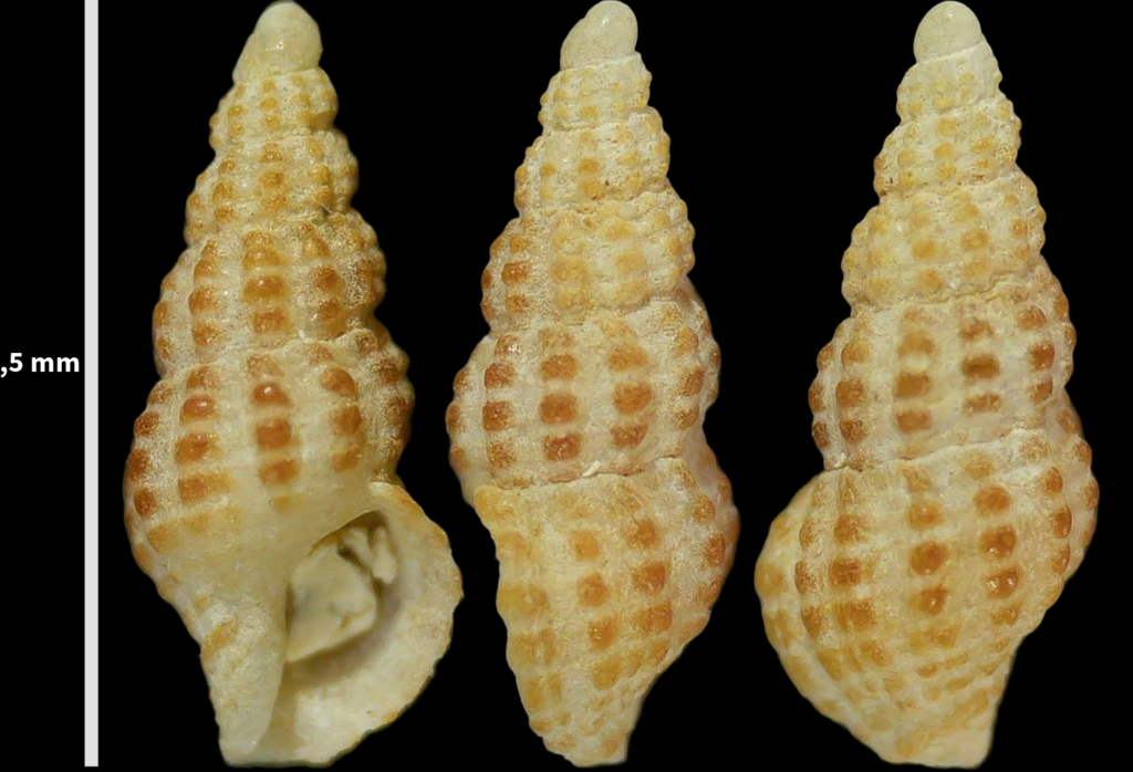 Chauvetia mamillata