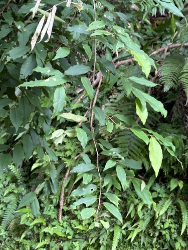 Image of Elaeagnus glabra by (c) Kiwi Shen, some rights reserved (CC BY)