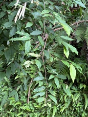 Elaeagnus glabra, photograph (c) Kiwi Shen, some rights reserved (CC BY)