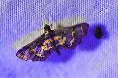 Eurrhyparodes lygdamis