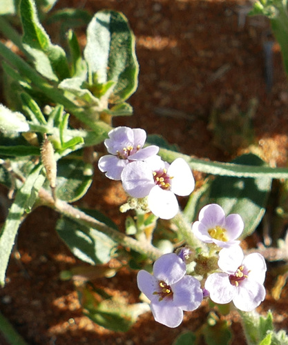 Harmsiodoxa puberula, 2024-09-01
