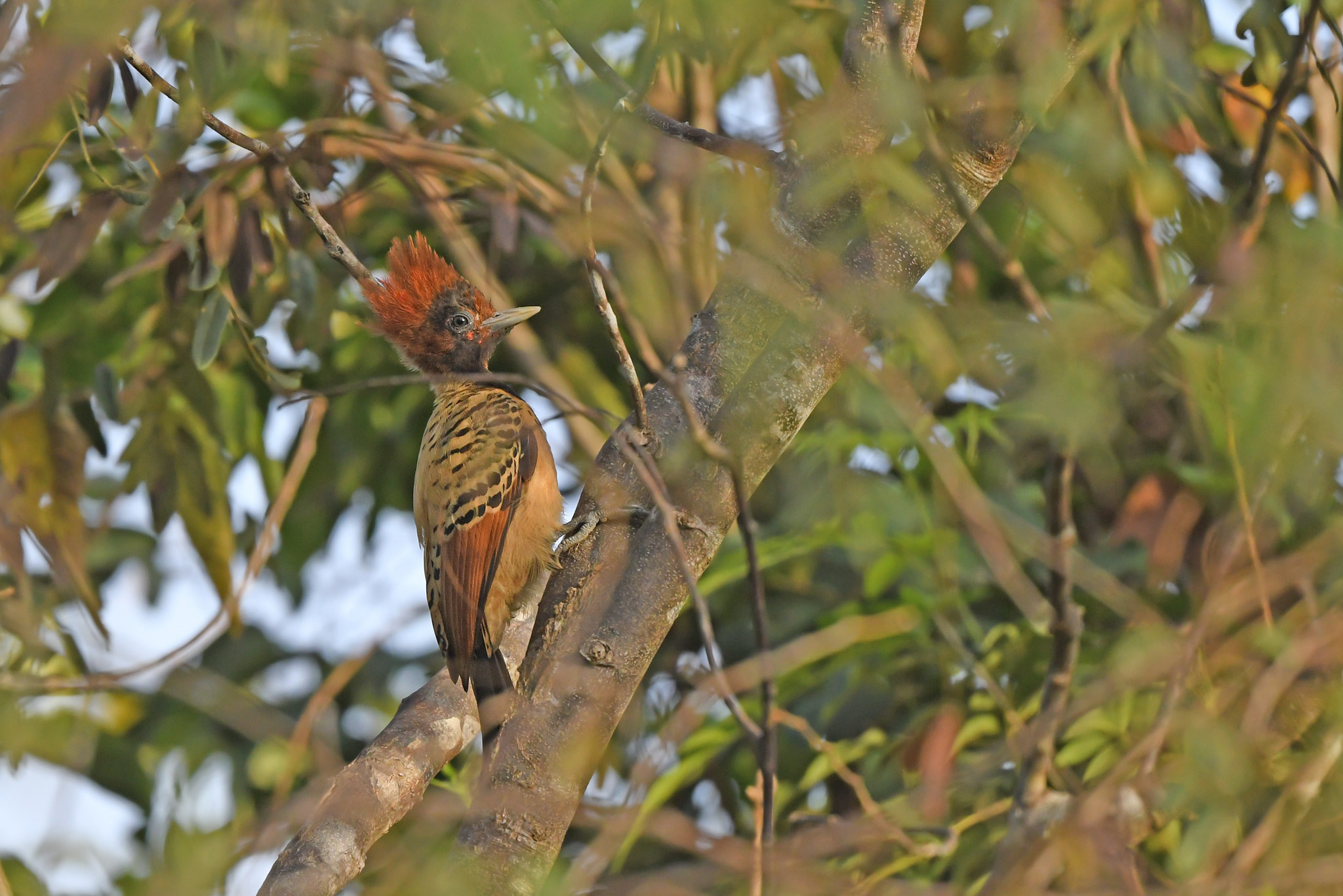 Kaempfer's Woodpecker illustration
