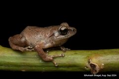 Coonoor Bush Frog photo 4