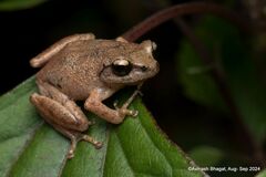 Coonoor Bush Frog photo 3
