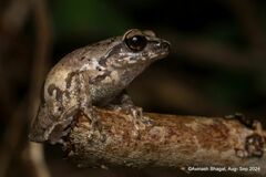 Coonoor Bush Frog photo 2