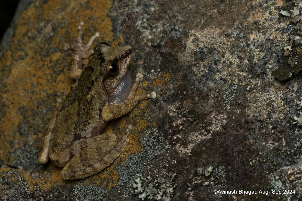 Thoda Bush Frog