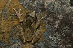 Thoda Bush Frog photo 3