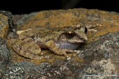 Thoda Bush Frog photo 2