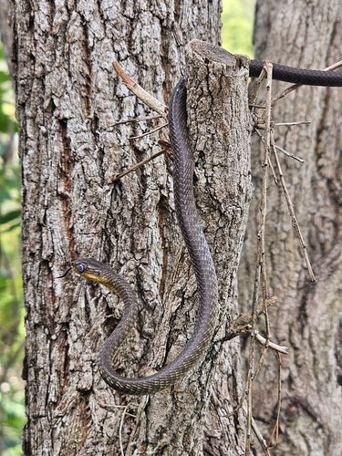 Common Tree Snake sighting