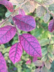 Loropetalum chinense