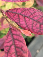 Loropetalum chinense
