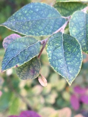 Loropetalum chinense