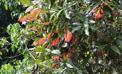 Warszewiczia coccinea