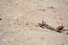 Glaucopsyche lygdamus