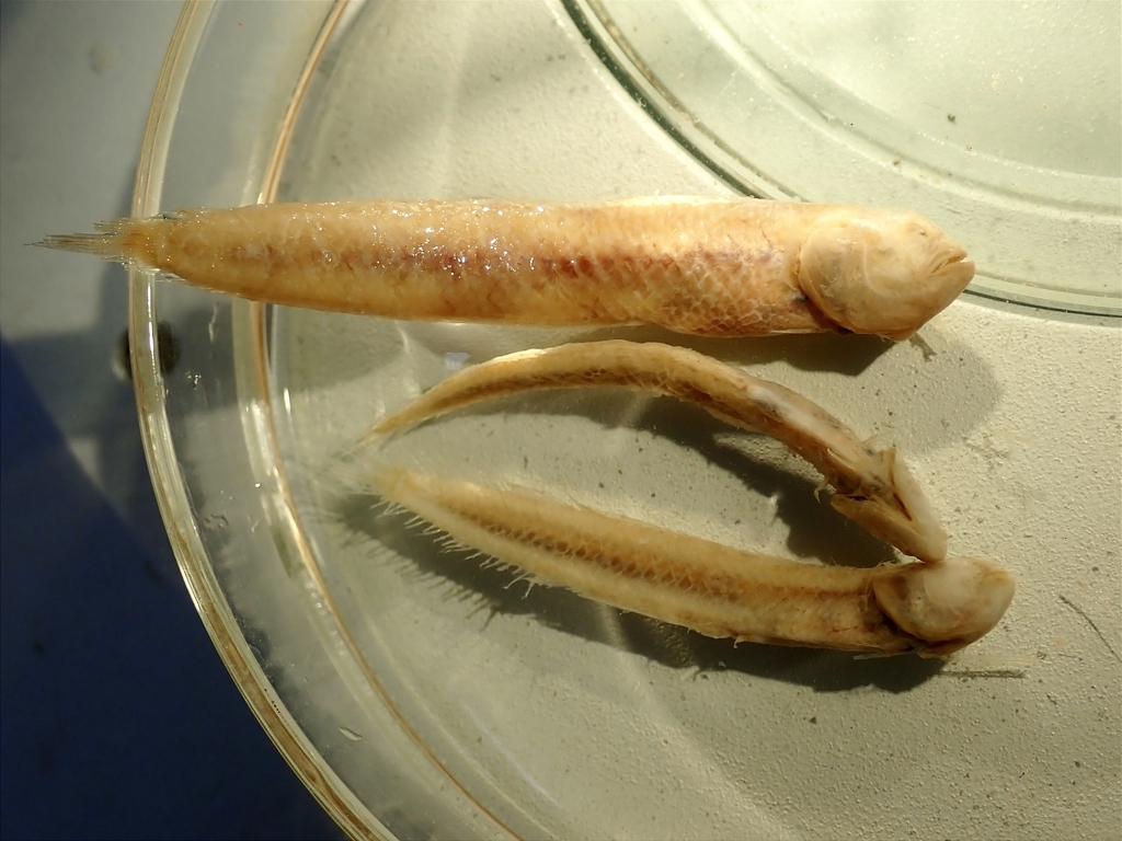 Indonesian Eelgoby
