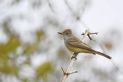Swainson's Flycatcher photo 4