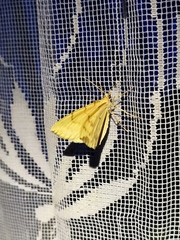 Gandaritis pyraliata