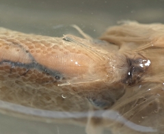 Indonesian Eelgoby photo 4