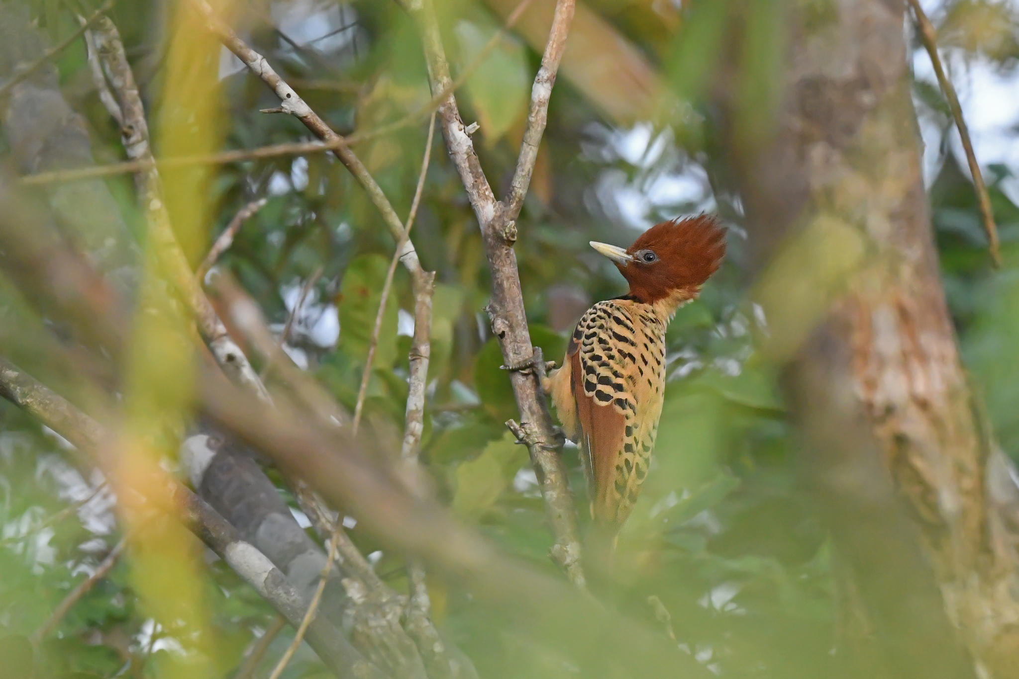 Kaempfer's Woodpecker (Celeus obrieni), photo 2
