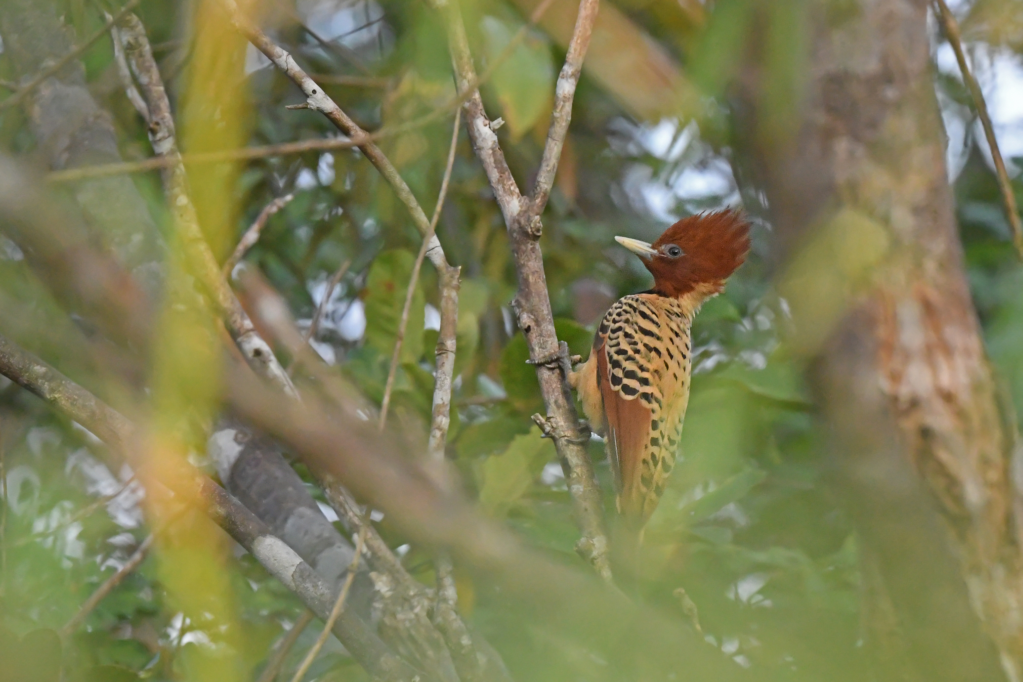 Kaempfer's Woodpecker (Celeus obrieni), photo 3