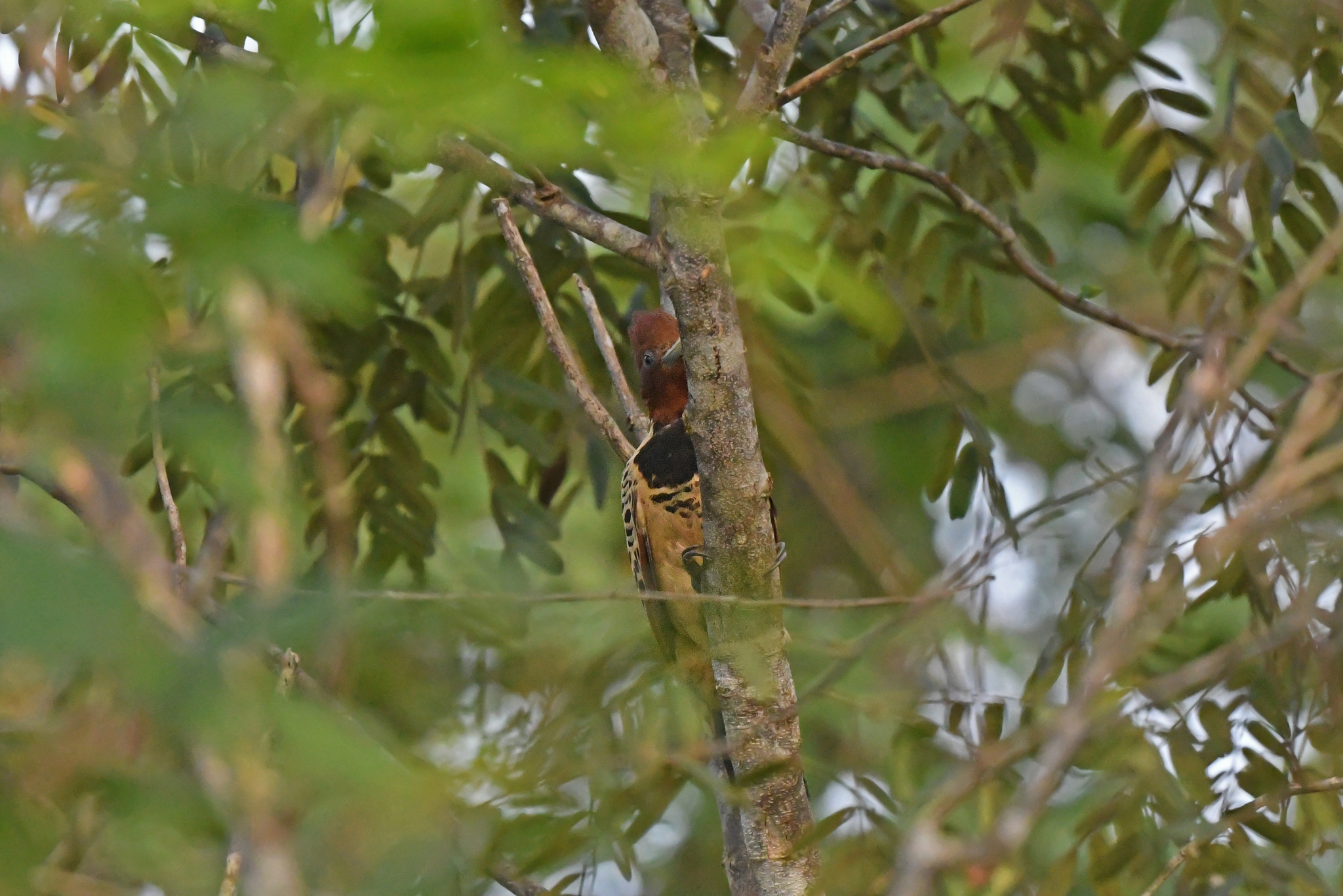 Kaempfer's Woodpecker (Celeus obrieni), photo 6