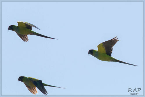 Aratinga ñanday (Aratinga nenday)