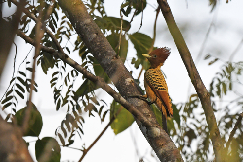 Kaempfer's Woodpecker (Celeus obrieni), photo 7