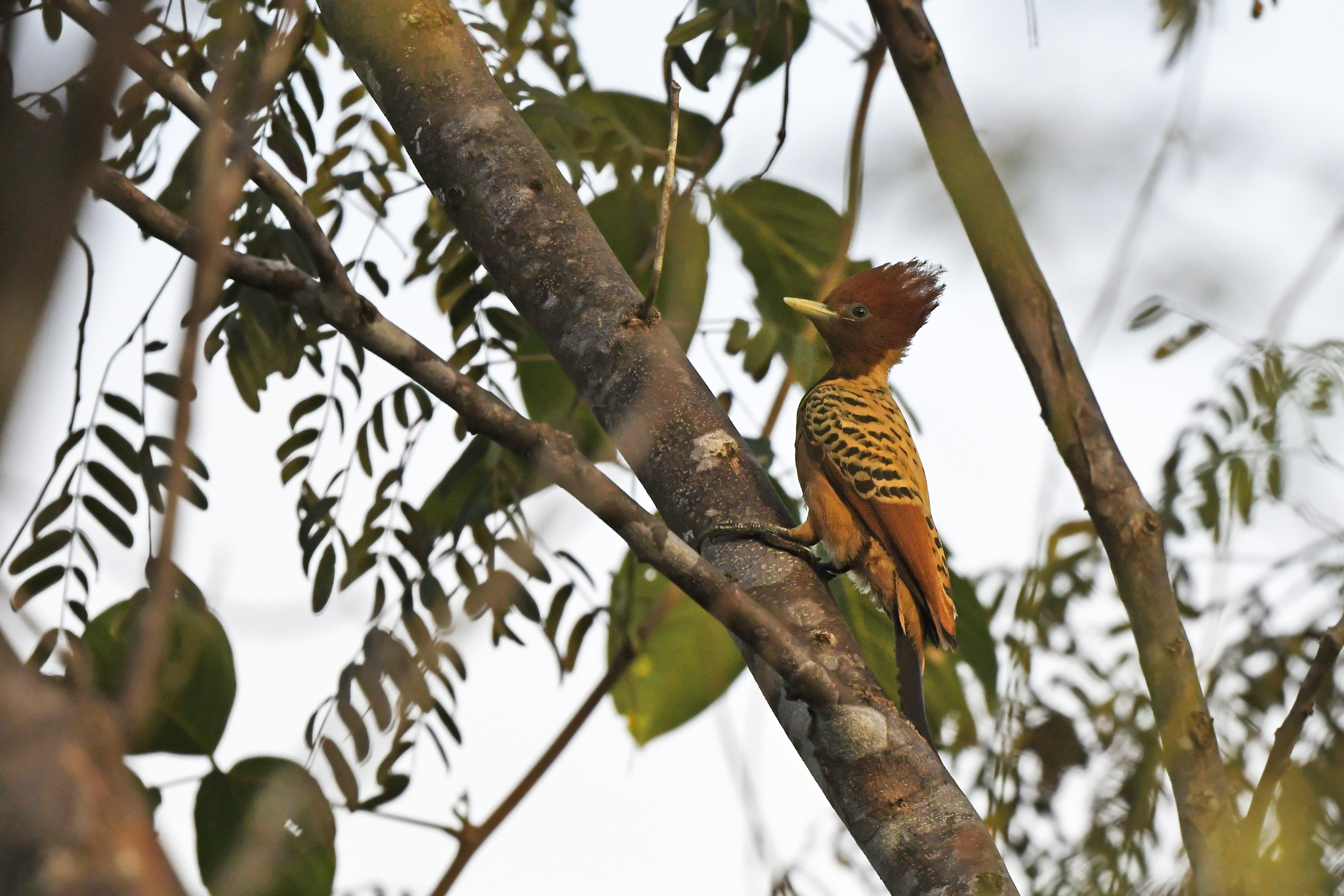 Kaempfer's Woodpecker (Celeus obrieni), photo 7